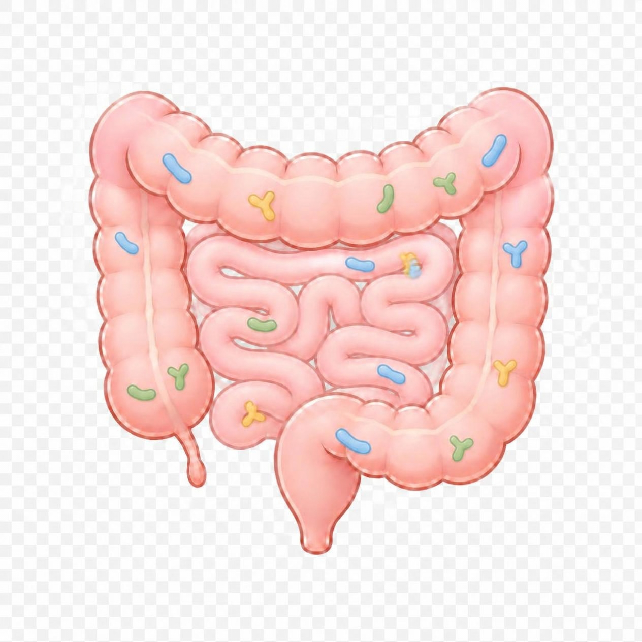 Colon Pic